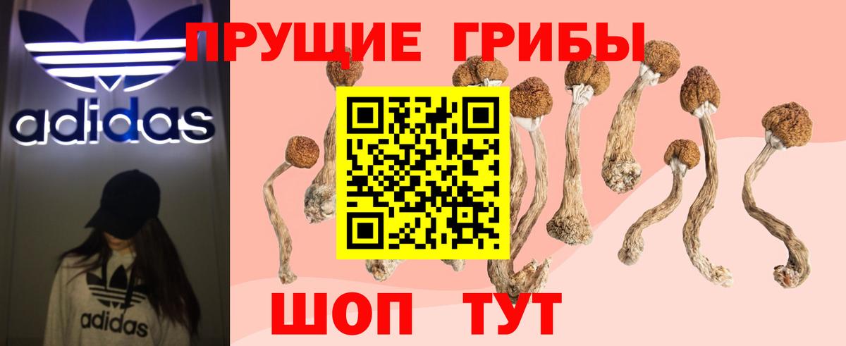 Псилоцибиновые грибы Psilocybe  Вход с VPN  Электрогорск 